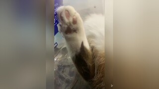Rì viu 1 con mèo matday 😬🙄🙄 meo cat catsoftiktok meocute meomeo