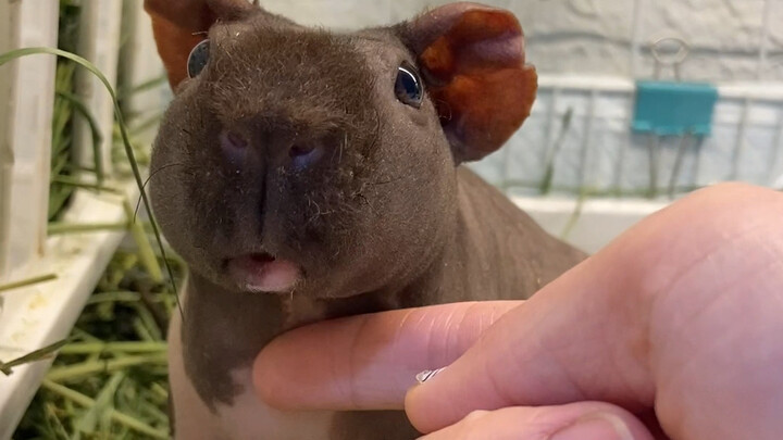 “The little hippo” feels so good—so soft and squishy.