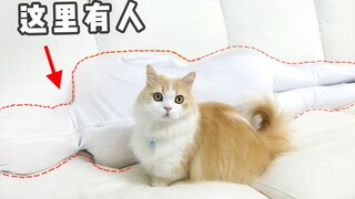 Cô gái khoác lên mình chiếc áo tàng hình và chơi trốn tìm với chú mèo. Mèo: Phần thưởng cho việc nhầ