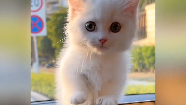“Mungkin inilah alasan manusia menyukai kucing kecil”