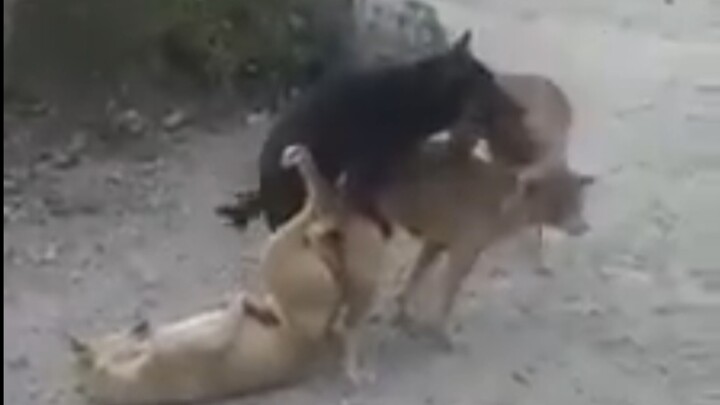 Dunia Hewan: Cinta Aneh Antara Anjing