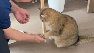 Dad insisted on teaching the cat to shake hands, only to find out the cat could do it naturally! Dad