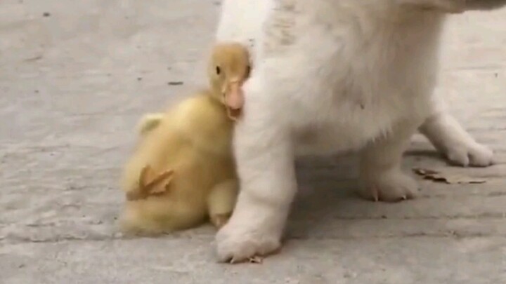 I've never seen such a dog-like person before.