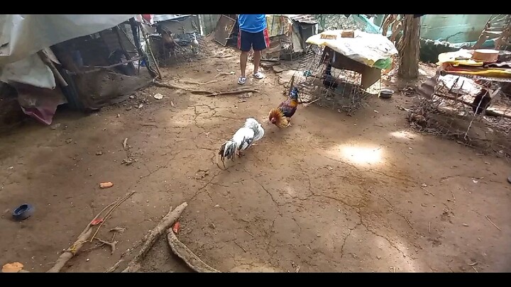 Sparring TDC Dom 8months vs lemon 9 months