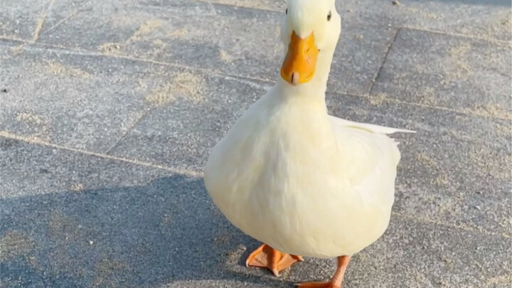 Flying Call Duck, Egg Boss
