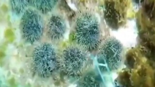 Saya menyentuh sarang bulu babi, sejuk sekali