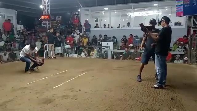 stag Derby winner last fight hari ng ilocandia IV Sta. Maria Ilocos Sur last oct.23,2023