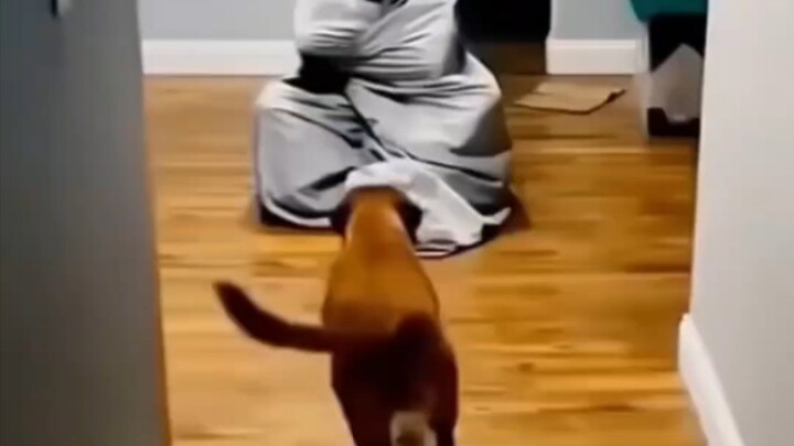 Khả năng thị giác của chó có thể lấn át khứu giác không?