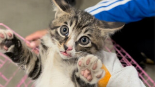 Target baru Guru Lubang Tangan Mentega, berjuang untuk posisi pertama dan memastikan kelulusan 2