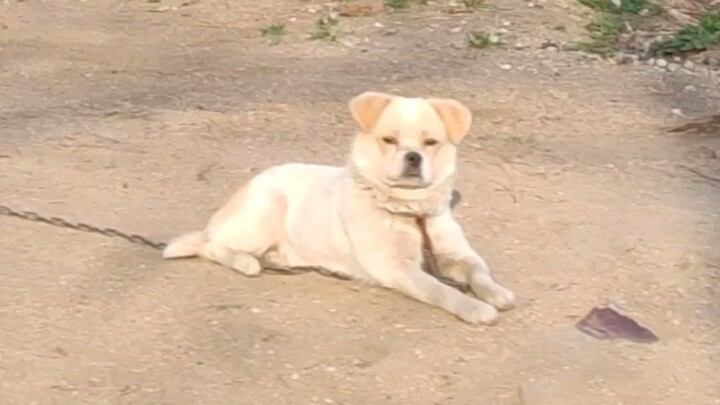 My dog’s reaction when he saw me after not being home for a long time