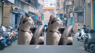 【Cat meme】The experience of playing Dance Cube for the first time