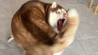 Husky: Hehe, it’s fun, but my butt hurts a bit!