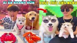Thú Cưng Vlog | Gia Đình Gâu Đần #3 | Chó Golden thông minh vui nhộn | Smart dog funny pets