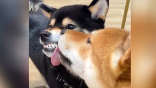 "Đội Paw mắc bệnh hiểm nghèo"