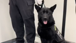 Naik kereta bawah tanah bertemu tiga anjing polisi berturut-turut! Anjing Gembala Jerman Timur, Rott