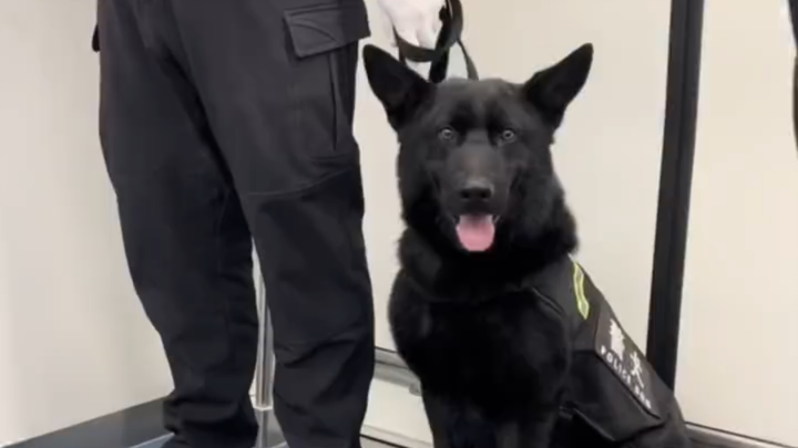 قابلت ثلاث كلاب بوليسية متتالية في مترو الأنفاق! كلب شتيفيل، كلب الماشية الألماني، وكلب سبنجل، جميعه