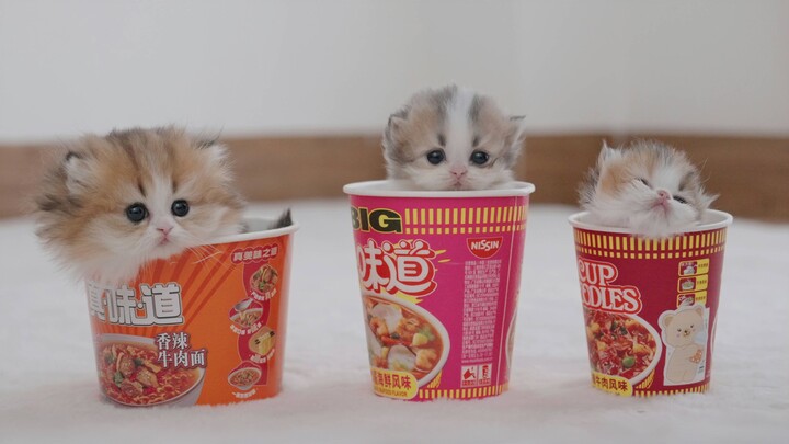 Pilihan rasa yang mana ya yang bagus?