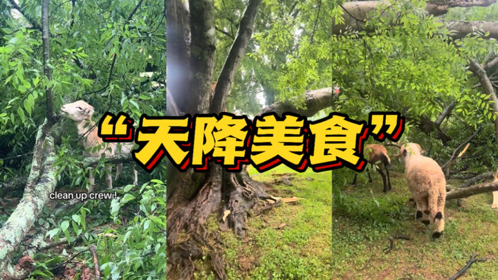 Yangyang: “Terima kasih atas anugerah alam”