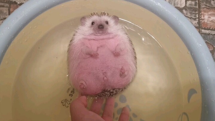 Come in and watch the hedgehog take a bath