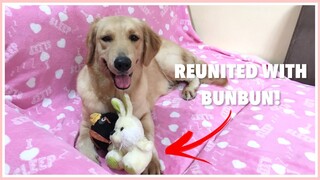 Golden Retriever Dog Plays with Her Favorite Toy | Philippines