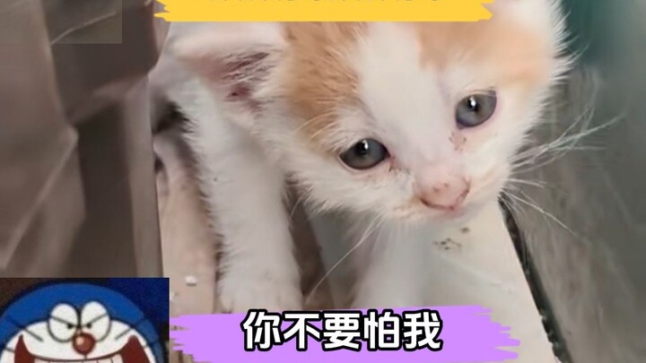 Lần đầu tiên tôi thấy tiếng Phủ Điền tục tĩu đến thế, anh đẹp trai ơi, anh nuôi mèo kiểu gì vậy?