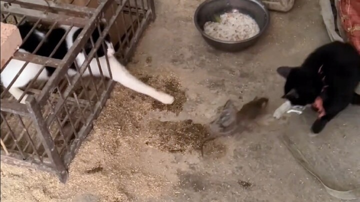 มีแมวตัวหนึ่งได้รับการเลื่อนตำแหน่งแบบผิดปกติ