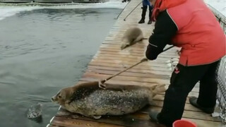 [Seal] It seems like he is scrubbing the old man in the bathhouse...