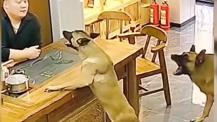 คุณอาจไม่เชื่อ แต่ฉันทะเลาะกับสุนัขของฉันวันนี้
