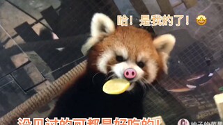 第一次见到柠檬的小熊猫猪竟然口吞柠檬？？？完全不怕酸？？