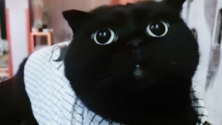 Like master, like disciple! Who do you think would make a better apprentice for Sui Sui?