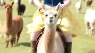 Chubby Xuebai and Aunt Ao Run are having a beauty showdown!