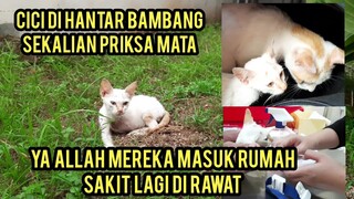 Astagfirullah Kucing Ini Tiba-Tiba Gak Bisa Melihat Kucing Cici Masuk Kelinik Hewan lagi..!