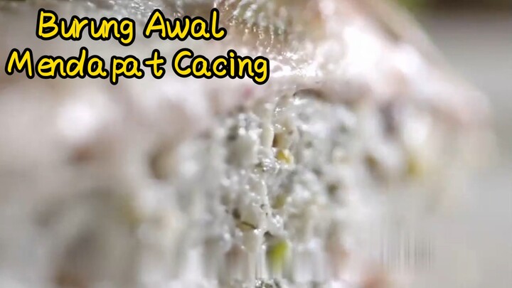 Burung Awal Mendapat Cacing
