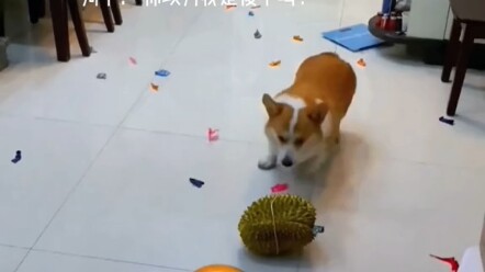 Anjing kecil yang cerdas