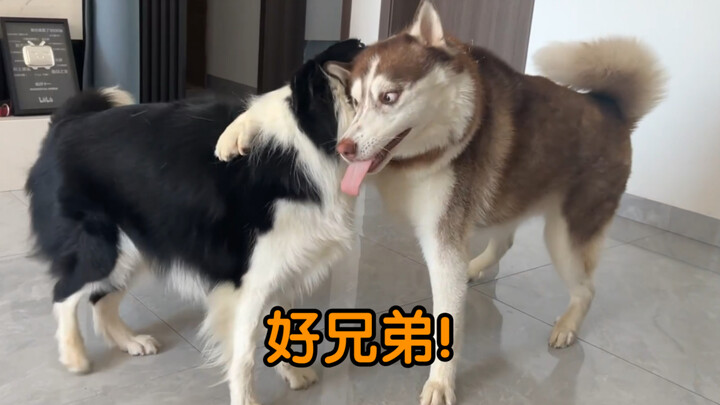 สถานการณ์ปัจจุบันของครอบครัวสุนัขหลายตัว