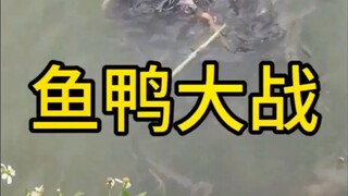 Fish and Duck Battle