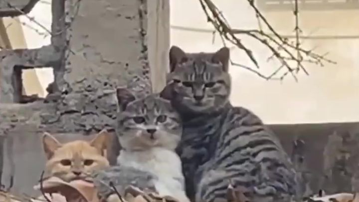 Three Grid Cat Signal