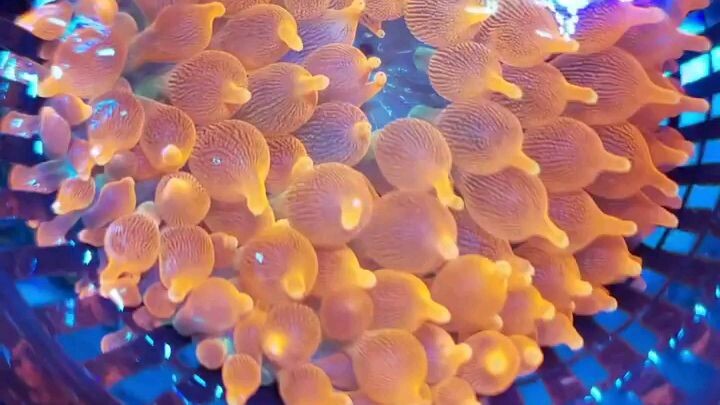 Bubble Anemone