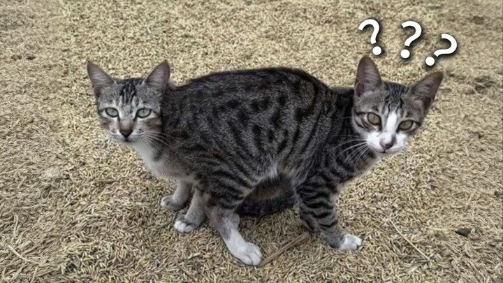 A Collection of Animals' Confusing Behaviors 282