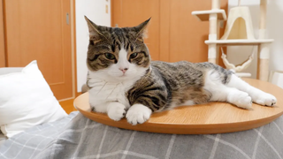 Cat Coco ง่วงนอนเพราะโต๊ะหน้าหนาวสบาย