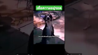 ^มีรวมคลิปเต็มชุดนี้กดดูลิงค์ด้านบนเลยจ้า^ เพื่อความอยู่รอด