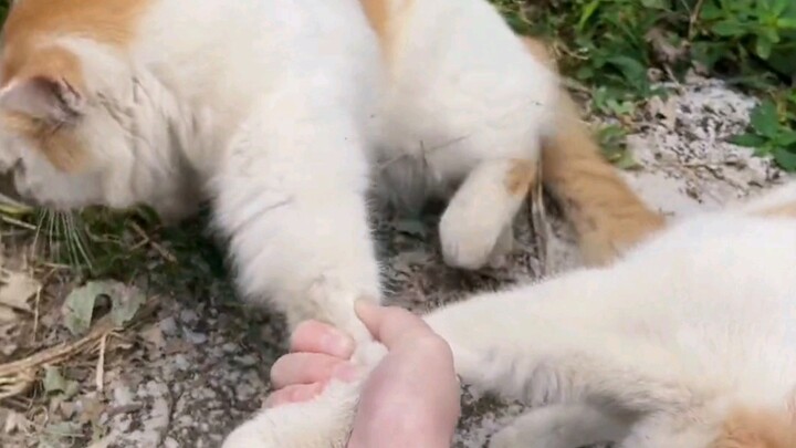 “Slow runners are just stray cats.”