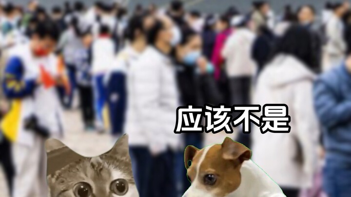 Khoảnh khắc đáng nhớ của cậu bé #Tiểu kịch trường meme về mèo #Hài hước #Mèo dễ thương