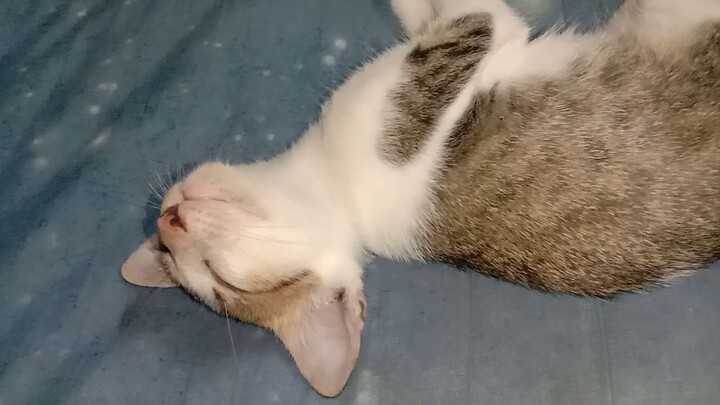 แมว