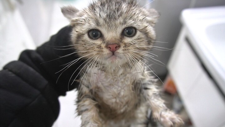 น้องเหมียวเสี่ยวชีตกน้ำอีกแล้ว สงสัยมันจงใจโดดน้ำไปว่ายน้ำซะมากกว่า!