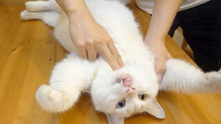 Artificial respiration to a cat