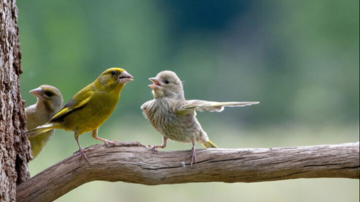 جائزة 2023 للتصوير الكوميدي للحياة البرية #تصوير