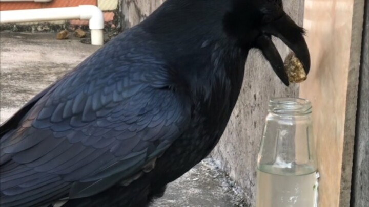 อีกาฉลาดแค่ไหนกันนะ?