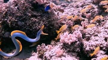 With eel