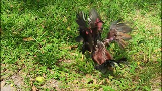 Testing the Black Rooster if he's already ready for battle.